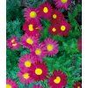 Tanacetum ROBINSONS RED 19