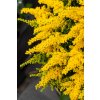 golden dwarf solidago hybrida 73984 2