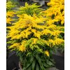 Solidago GOLDEN DWARF