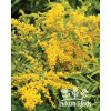 Solidago GOLDEN DWARF - zlatobýl, celík