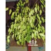 Chasmanthium latifolium - plochoklásek ozdobný