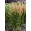 Calamagrostis acutiflora KARL FOERSTER - třtina ostrokvětá