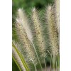 Pennisetum alopecuroides 11302 C 1