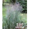 Panicum virgatum HEAVY METAL - proso