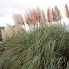 Cortaderia selloana Rose Plume 11281 S 1