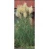 Cortaderia selloana White Plume 11280 S 1