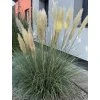 Cortaderia selloana WHITE FEADER - kortadérie, pampová tráva
