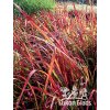 Imperata cylindrica RED BARON - japonská krvavá tráva, imperáta válcovitá