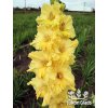 Mečík GOLDEN FANTASY - gladiolus