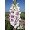 Mečík MILLENNIUM - gladiolus
