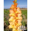 Mečík OLYMPIA - gladiolus