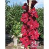 Mečík BLACK PEARL‘S - gladiolus