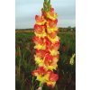 Mečík SLICK CHICK - gladiolus