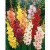 Mečíky Kolekce Small - 20 kusů - gladiolus MIX, směs