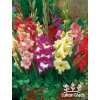 Mečíky Kolekce Large - 50 kusů - gladiolus MIX, směs