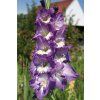 Mečík GAIA - gladiolus