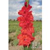 Mečík PETRA - gladiolus