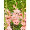 Gladiolus nanus Nathalie