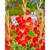 Gladiolus primulinus ATOM  - skalkový mečík