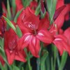 Gladiolus nanus ROBINETTA - gladiolus