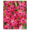 Gladiolus nanus ROBINETTA - gladiolus