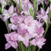 Gladiolus tubergenii CHARMING LADY - gladiolus