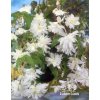 Begonia PENDULA - bílá
