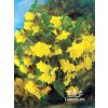 Begonia PENDULA - žlutá