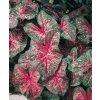 Caladium CAROLYN WHORTON - kaládie, andělská křídla