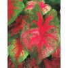 Caladium Red Flash
