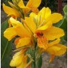 Canna GOLDEN LUCIFER
