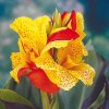 Canna CLEOPATRA - dosna, kana