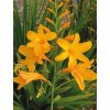 Crocosmia GEORGE DAVISON - montbrécie