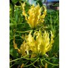 Gloriosa superba LUTEA