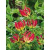 Gloriosa superba ROTHSCHILDIANA - glorióza