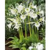 Hymenocallis ismene festalis - ismene