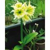 Hymenocallis SULPHUR QUEEN - ismene