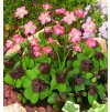 Oxalis deppei Iron Cross 1