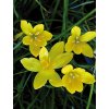 Zephyranthes citrina  - zefyranthes, mexický květ