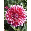 Jiřina CANBY CENTENNIAL - dahlia