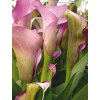 Kala PURPLE SENSATION - zantedeschia