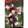 Lilie NETTY´S PRIDE - lilium