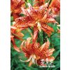 Lilium lancifolium flore pleno - lilie