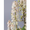 Tiarella wherryi White