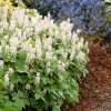 Tiarella wherryi WHITE - mitrovnička