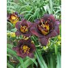 Denivka VOODOO DANCER - hemerocallis