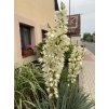 Yucca filamentosa - juka vláknitá