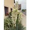 Yucca filamentosa - juka vláknitá