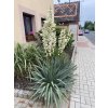 Yucca filamentosa - juka vláknitá