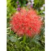 Scadoxus Haemanthus multiflorus 1 1 1